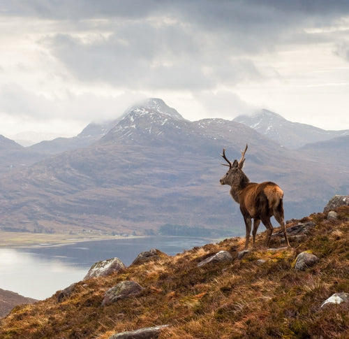 Stag on the edge of a cliff looking over a body of water